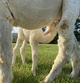 I weighed 20.3# and mom’s colostrum is the beat