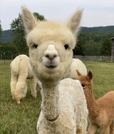 Guess who did my cria tip? Hint: not the regular guy...