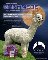 Service Sire: AOA Nat’l Supreme Champion, Ganymede 