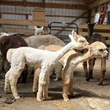 Lightning - August 2022 cria tipped