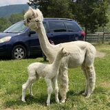 Sissy & 2023 cria - a couple hours old