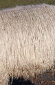 Fleece at 9 Months