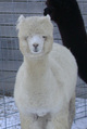 Avaro