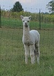 First cria and its a girl!!!