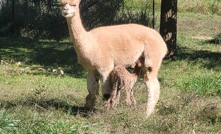 Female cria Caramel Brulee 10/1/23 Female cria Caramel Brulee 10/1/23