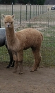 Full fleece