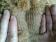 Nice crimp cria fleece