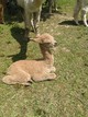 A few hours old