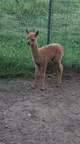 2020 medium Fawn female June