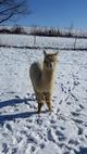 EIRA