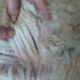 Eira's cria fleece