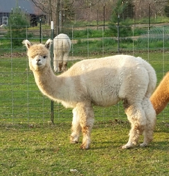 Full fleece April 2020