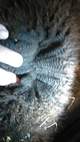 April 2019 fleece