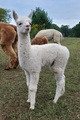 First cria and its a boy!!!