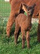 Jets first cria. Its a girl!!! SBF Ophelia 2020