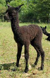 1st  born male cria 2022