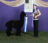 Sire Snowmass Matrix  Midnight 