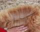 Sire fleece