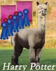 Vivian's Sire