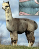 Vivians Grandsire A L Paca's Revolution