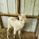 2021 male cria