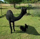 Viv & 2022 Cria "Rev"
