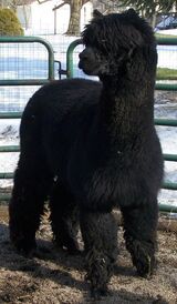 Sire Alpaca Knights Mr Sparks