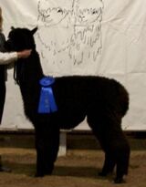 Sire winning Blue
