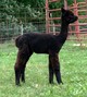 2017 male cria
