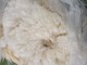 2021 shearing