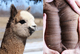 2020 SNOWMASS DIVINE LEGACY CRIA
