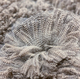 DAUGHTER JADA'S  FLEECE