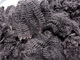 SON  PEGUSUS'S  FLEECE