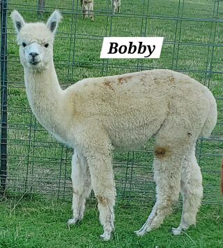 Photo of Adaleens Bobby McGee 