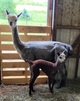 One day old