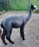 Summer 2022 yearling