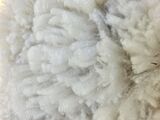 Molly 2024 fleece!