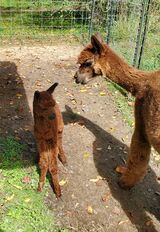 Male cria Halftime London 10/1/23