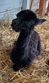 Just born Oct 1, 2022