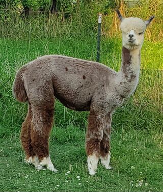 Photo of Adaleens Mucho Dinero