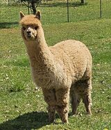 Spring 2025 Fleece Machine!