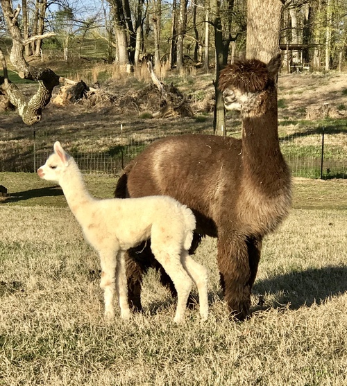 With 2018 appy cria