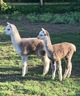 2017 Cria (left) out of Rincon Cloud