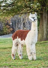 Sire - Clear Mountain's Painted Rebel