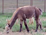 Maternal Granddam - Bentwood Alpacas Peruvian Calliope