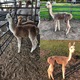 Another Female cria, light rose grey