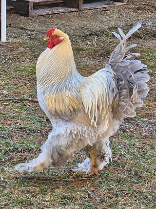 Photo of Brahma Chicken
