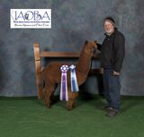 Maxx got Champion ribbon and First Place in his 2nd show on the same weekend!! March 13 2022