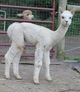 2018 Beige male cria for sale with Sheer