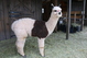 First cria - already sold!
